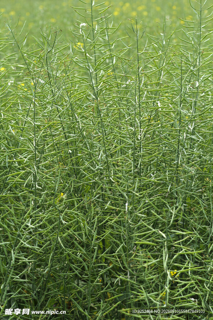 油菜 