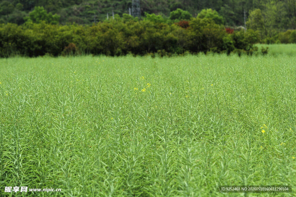  田野 油菜田