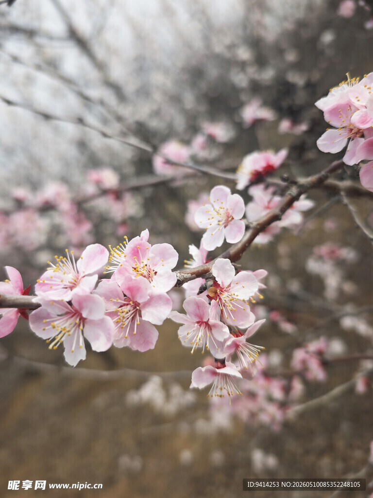 绽放的粉杏花