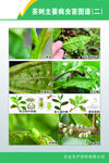 植物病虫害图谱