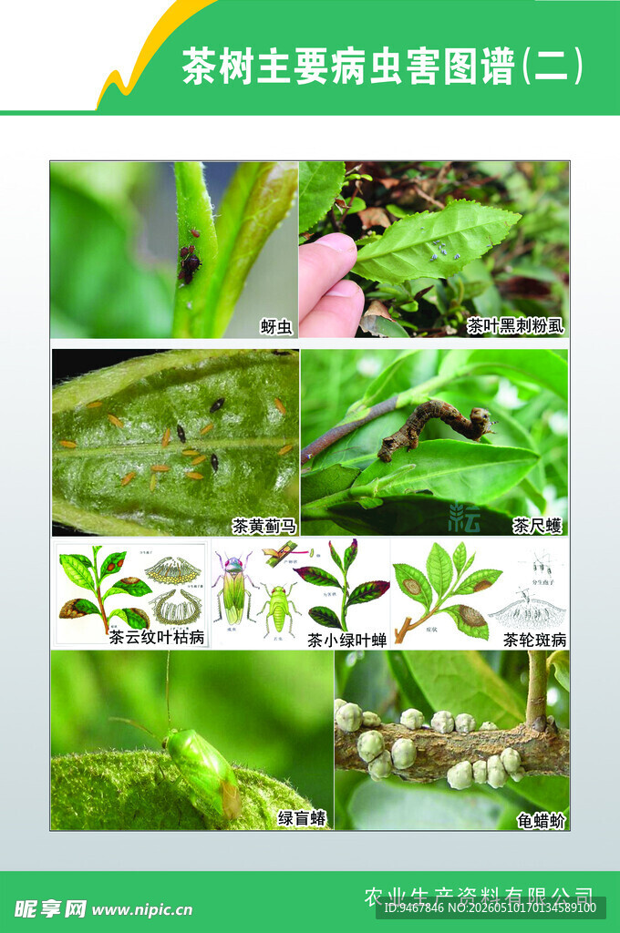 植物病虫害图谱