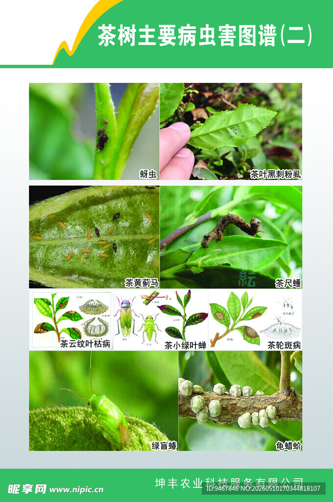 蚜虫病害