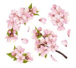 粉色桃花素材
