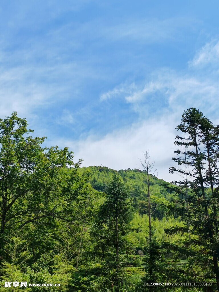 山林葱郁