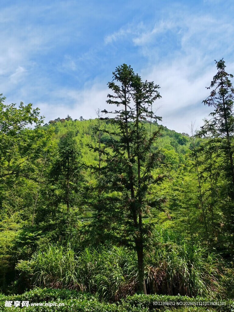 青山绿树间的清新自然景