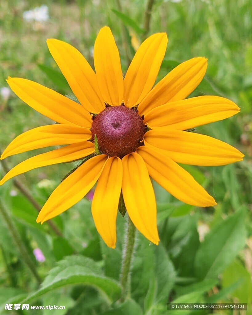 黑心菊