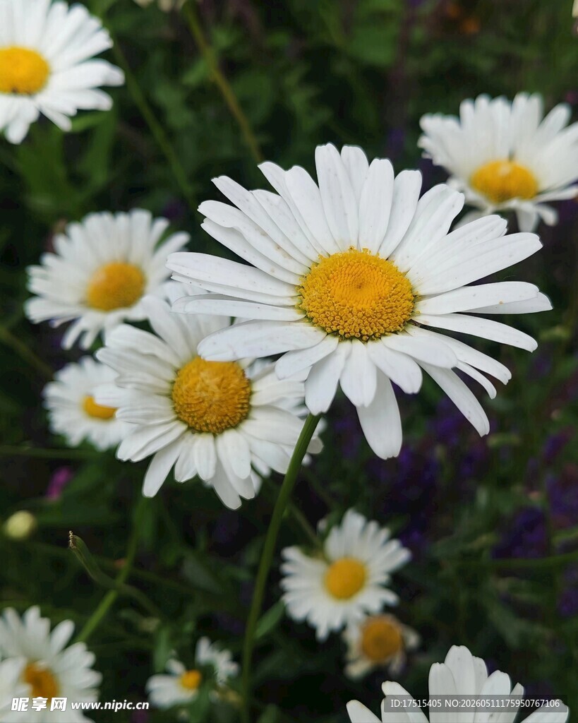 雏菊 