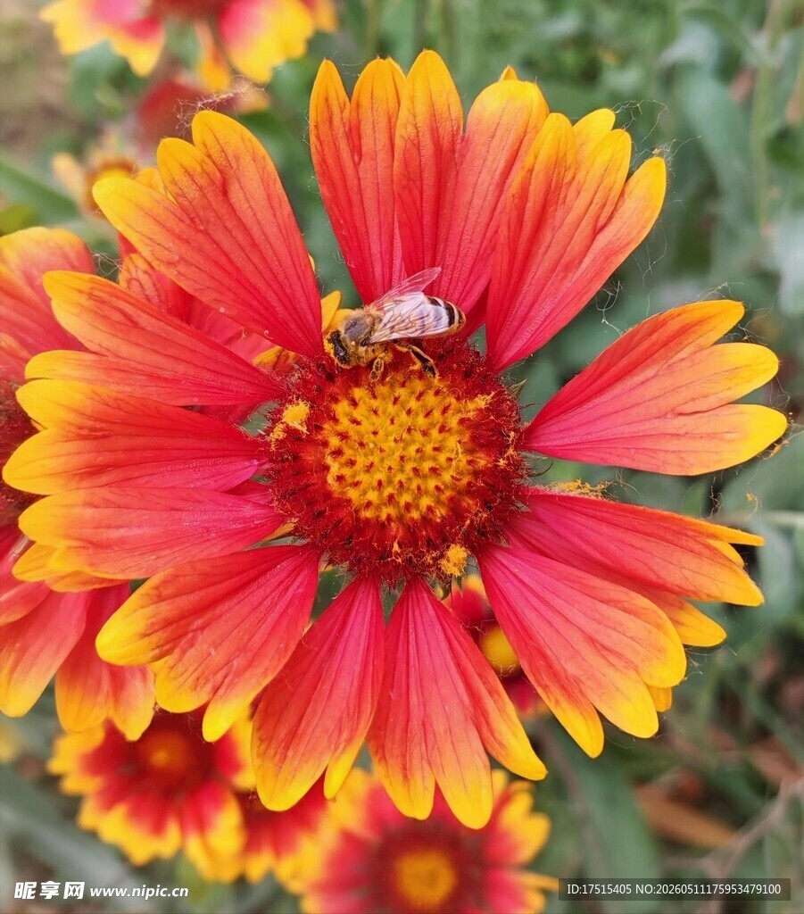 天人菊