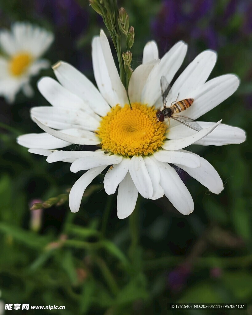 雏菊
