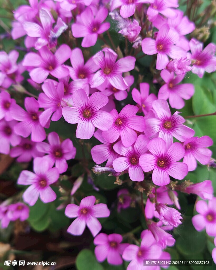 红花醉浆草