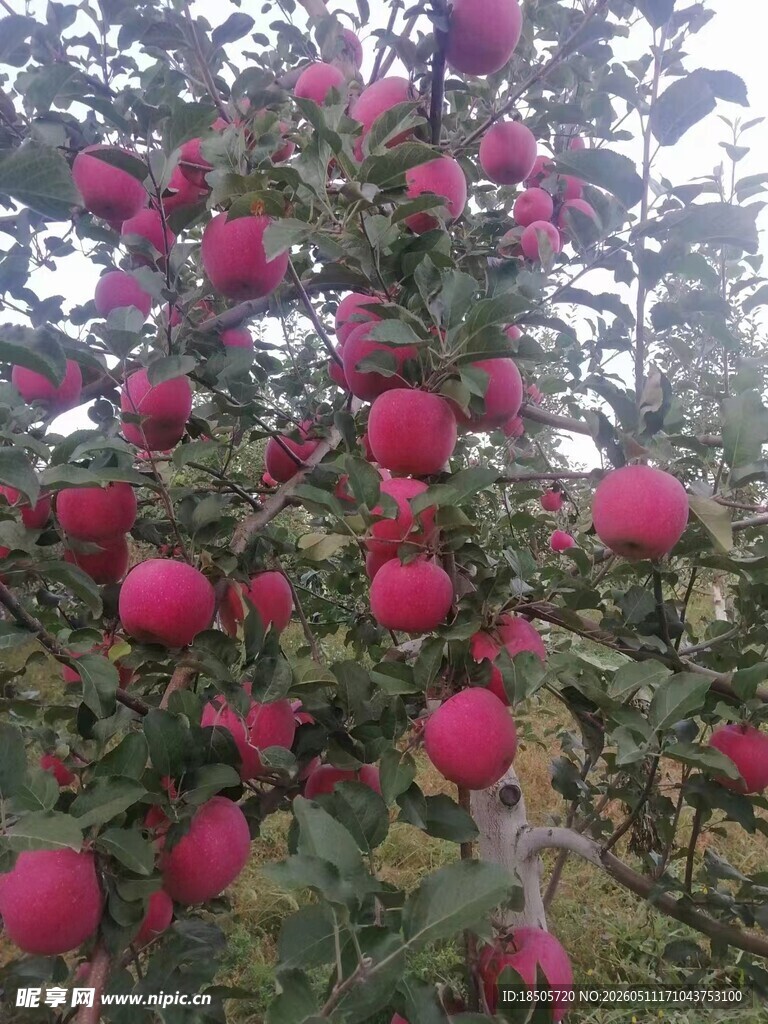 硕果累累的苹果树