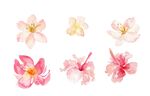多彩娇艳木槿花图片展示