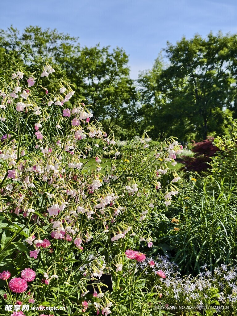 花烟草