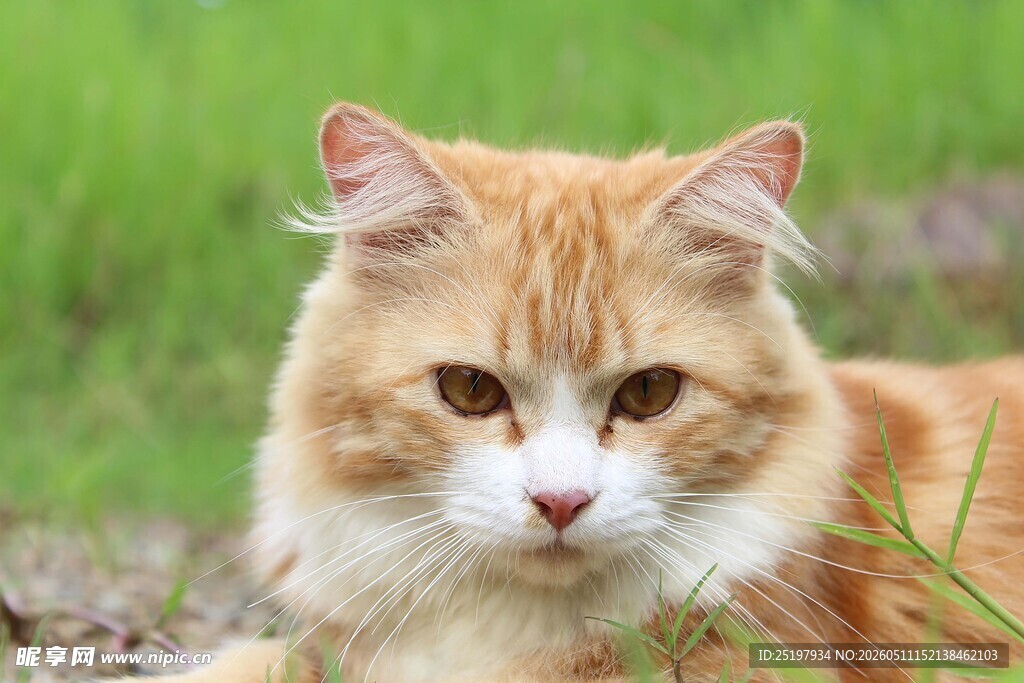 猫咪