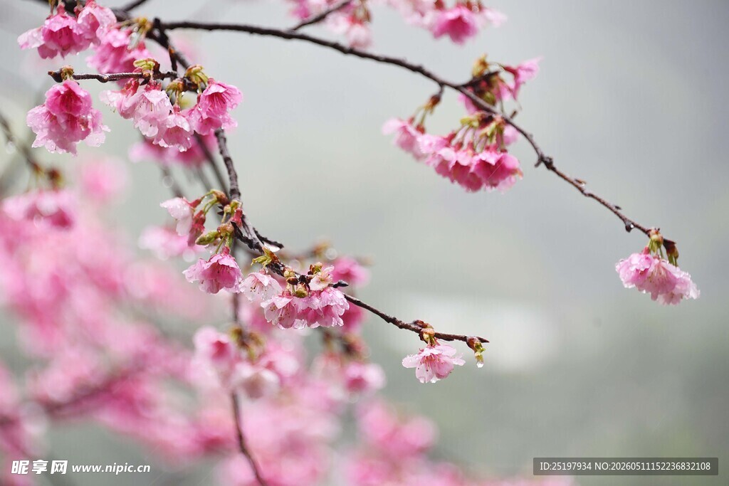 桃花