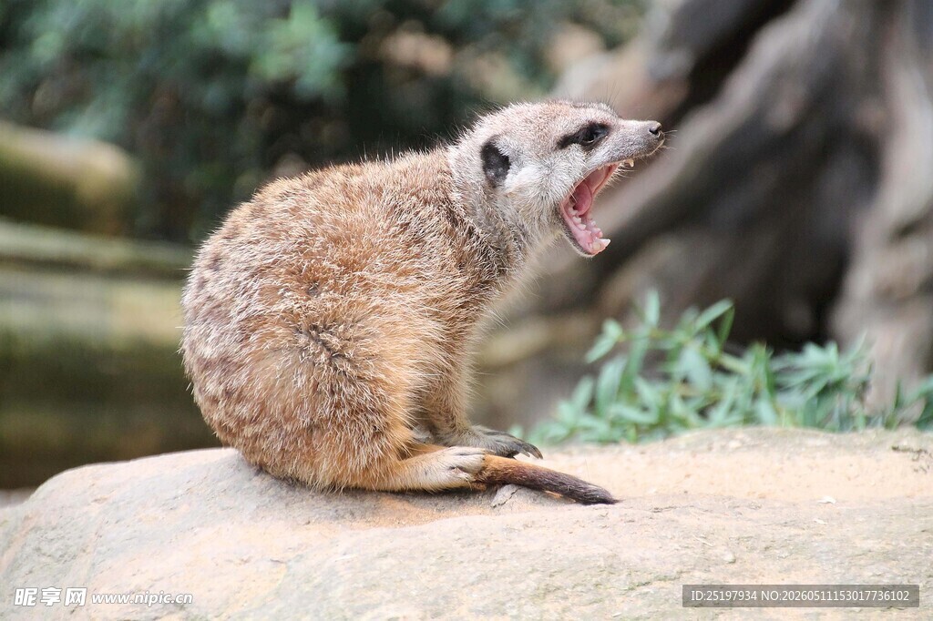 狐獴