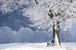冬日银树雪景