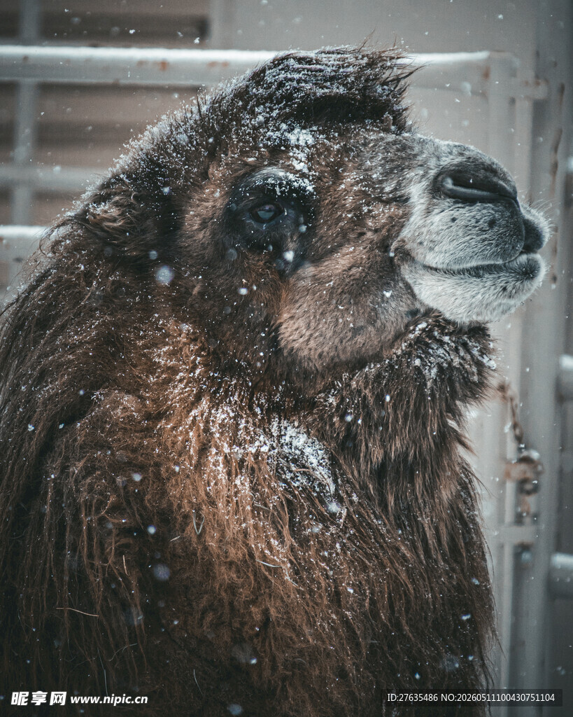 雪中骆驼