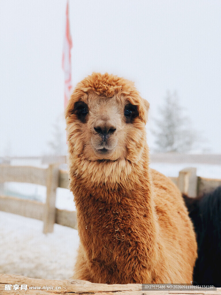 雪地中的可爱羊驼