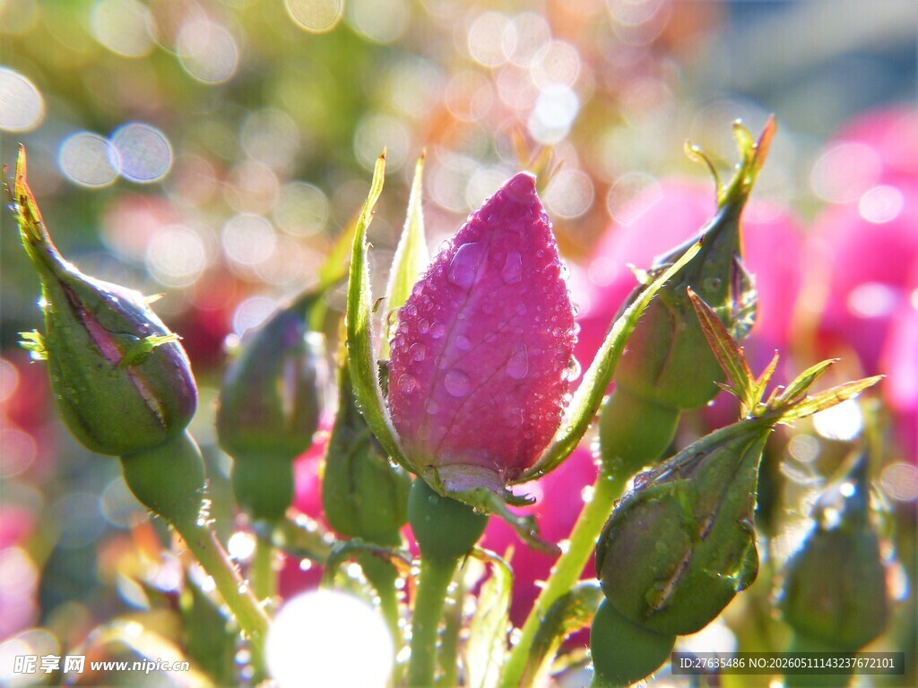娇艳玫瑰花苞绽放瞬间