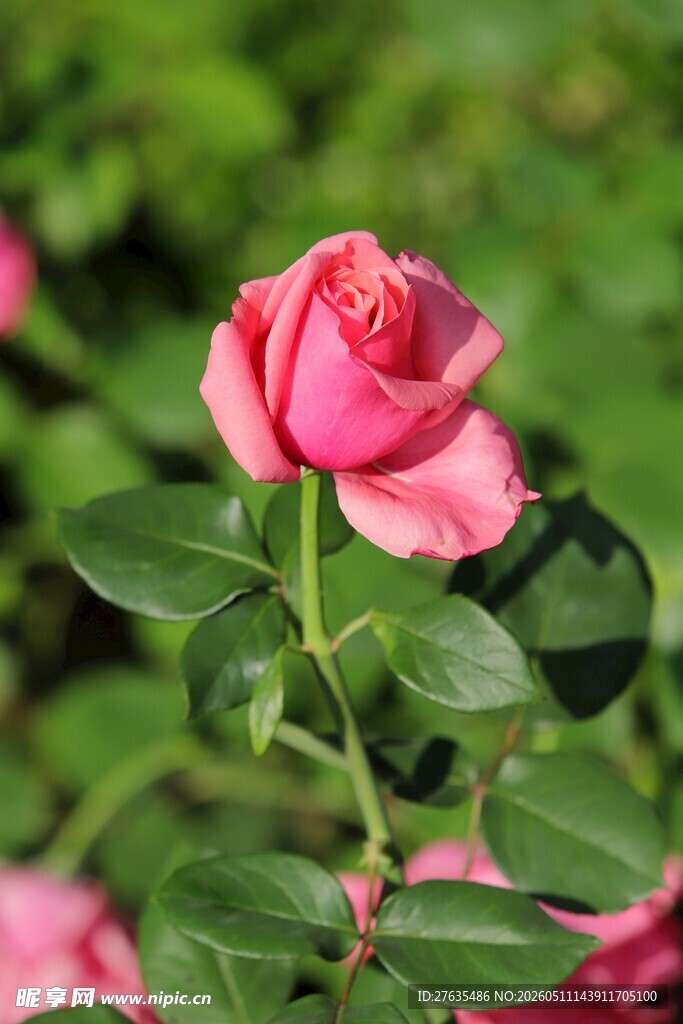 娇艳粉色月季花