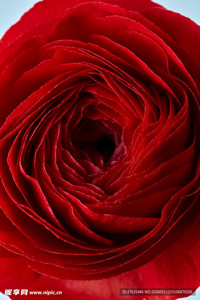 玫瑰花瓣