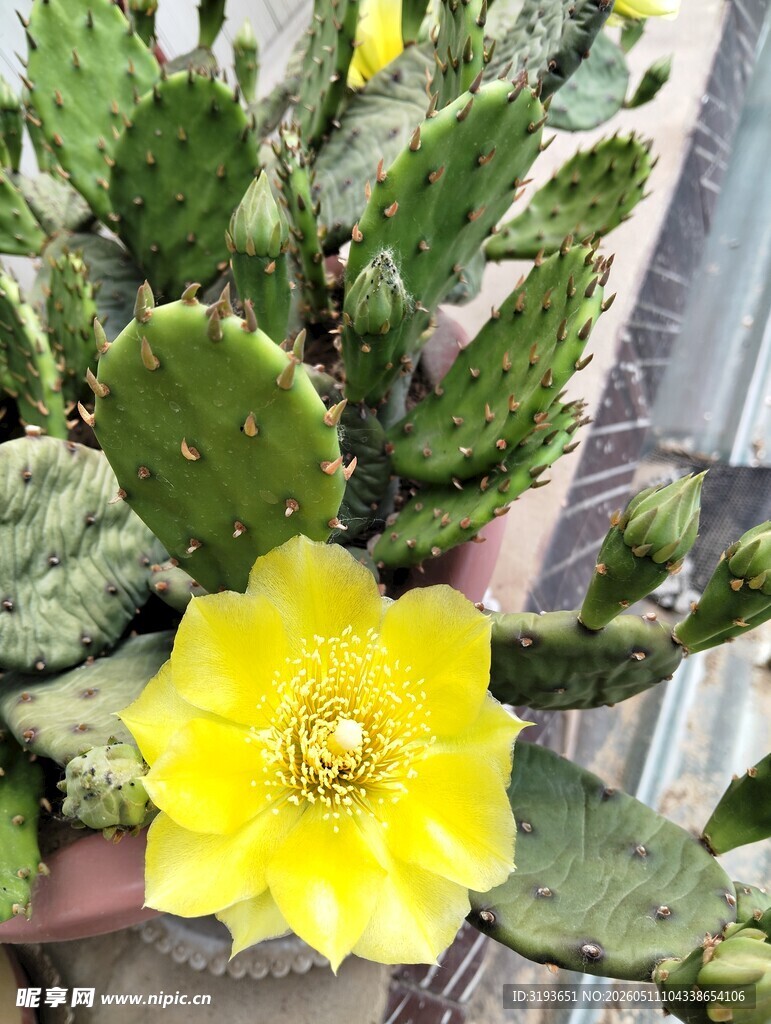 仙人掌上绽放的明黄色花朵