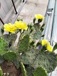 绽放的仙人掌黄色花朵
