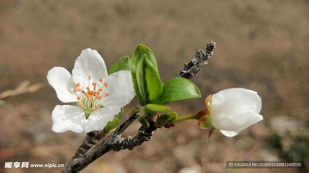 洁白春花