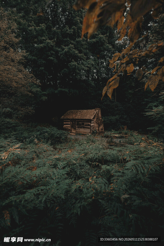 森林中的静谧小屋