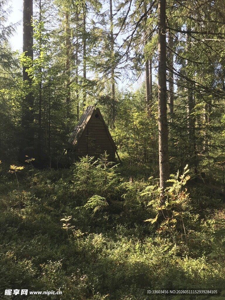 森林中的隐秘小木屋