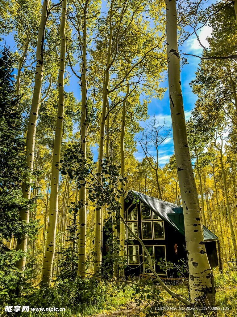 林间木屋邂逅自然之美
