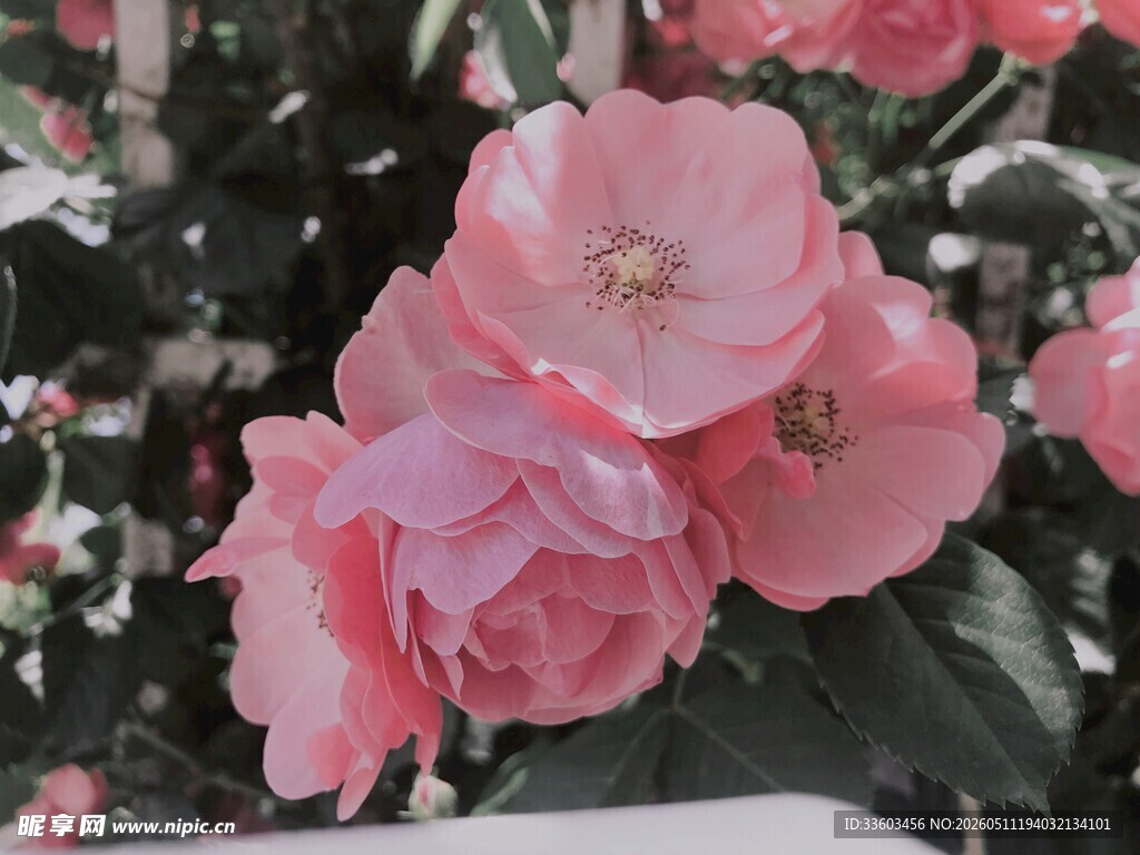 娇艳粉色花朵绽放