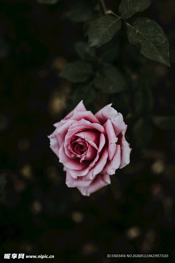 单枝粉白渐变玫瑰花