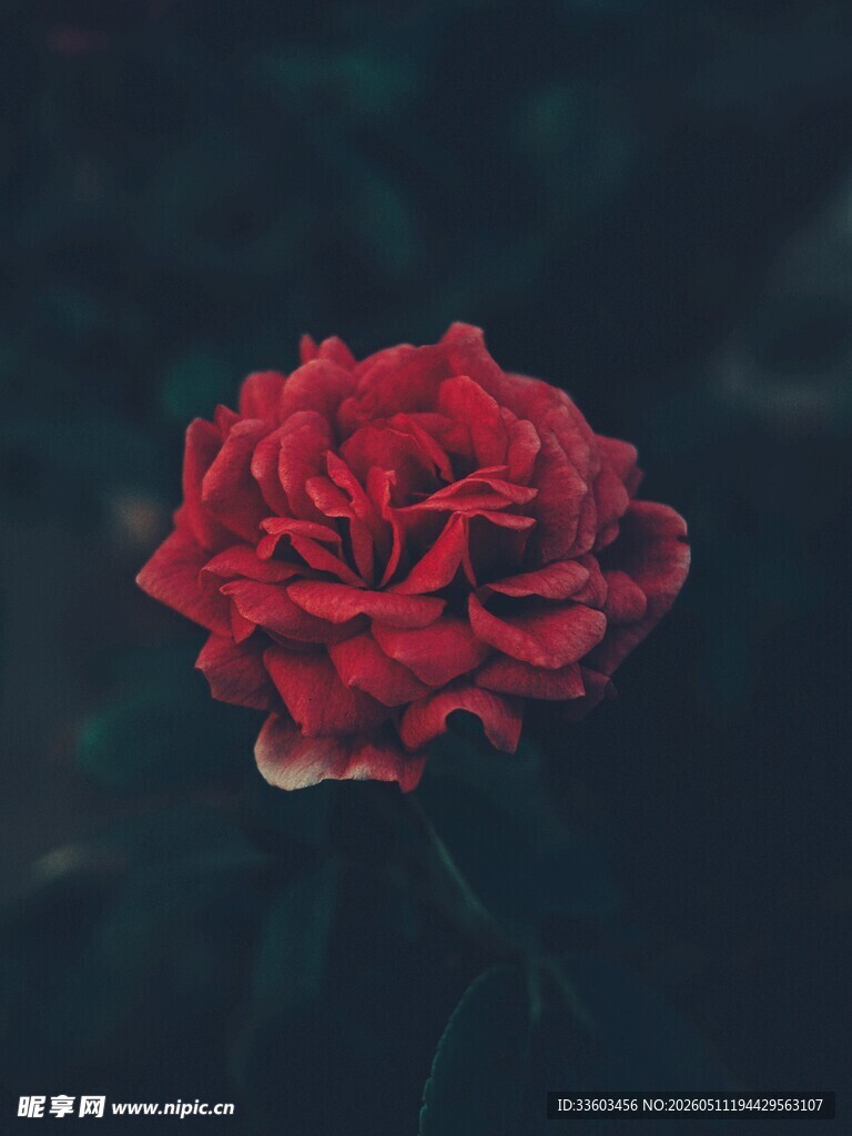 娇艳红玫瑰