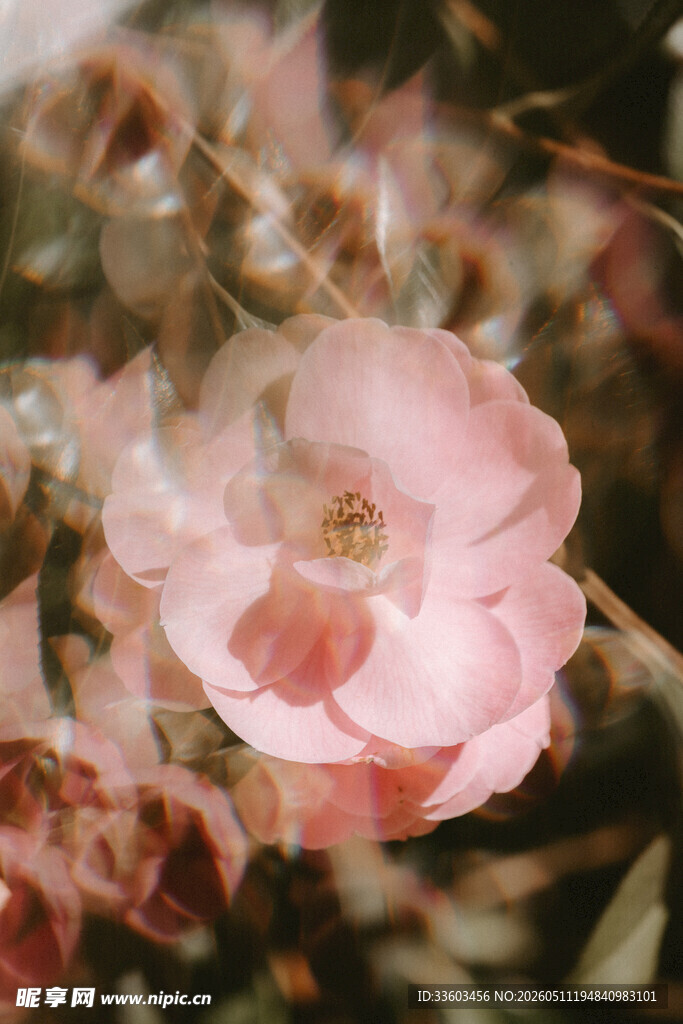 粉色娇艳花朵特写