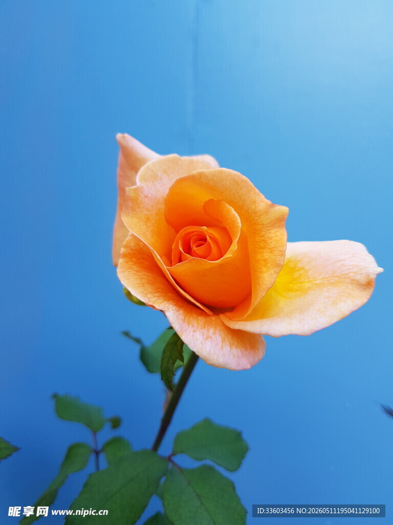 橙黄玫瑰绽放于蓝天