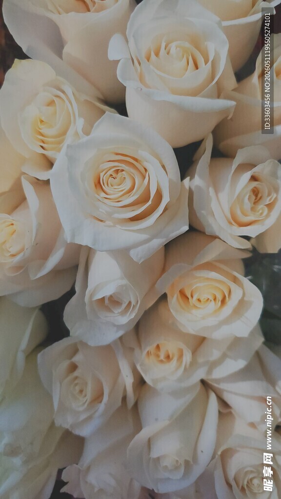 白玫瑰花束特写