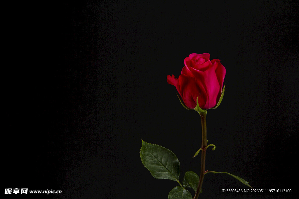 单枝红玫瑰特写