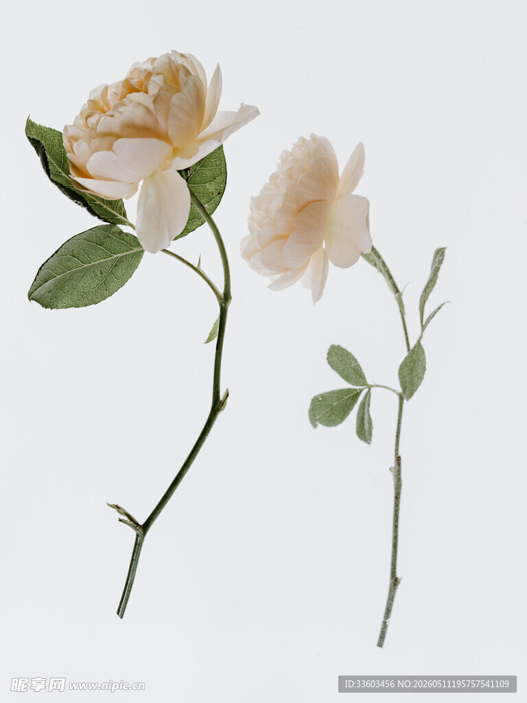 两枝淡黄色优雅玫瑰花