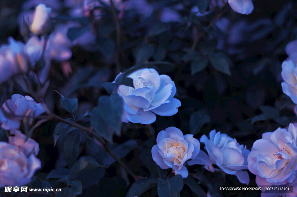 梦幻蓝紫色系绽放的花朵