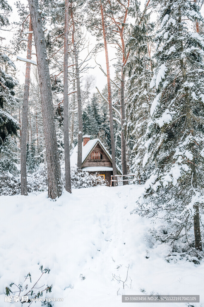 雪林深处的静谧小屋