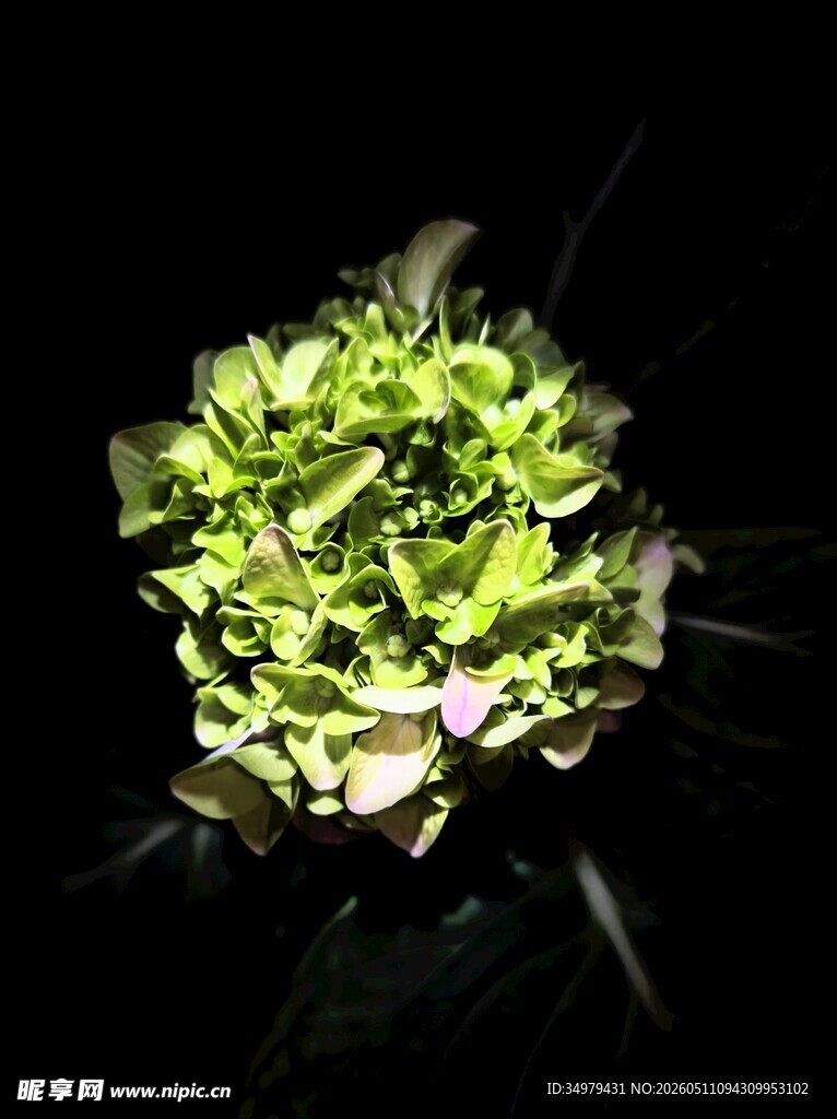 绣球花