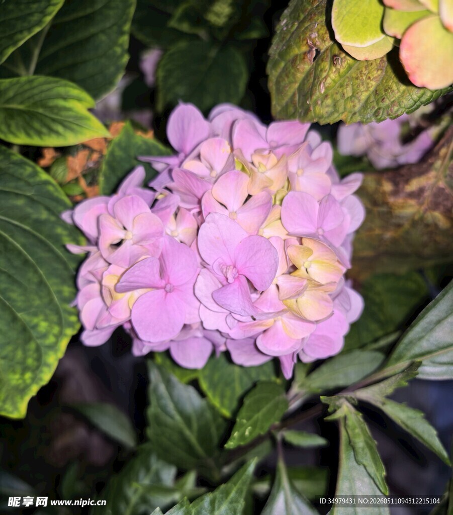 绣球花