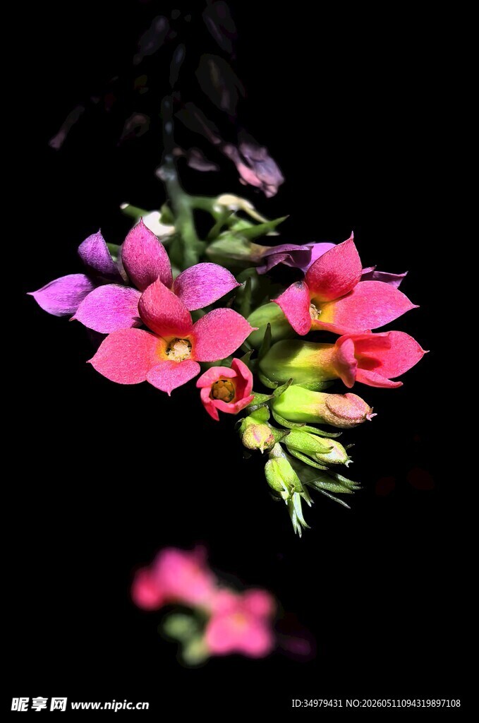 长寿花