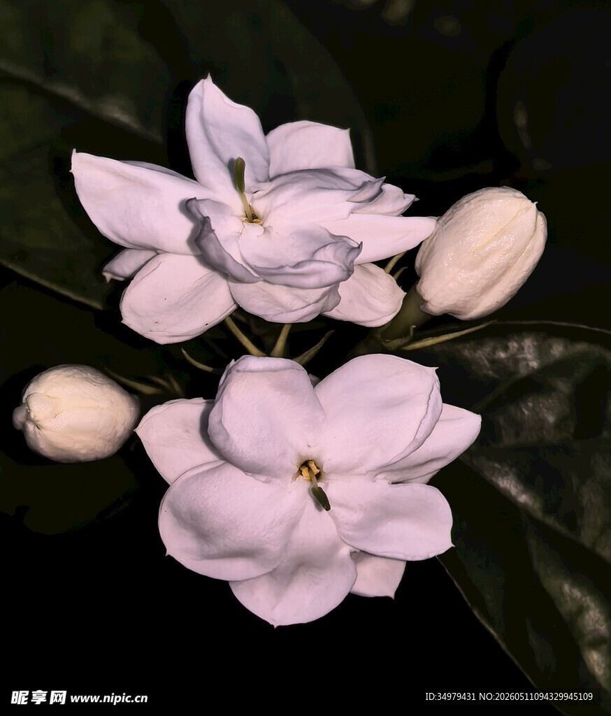 茉莉