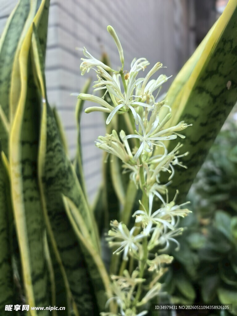 虎皮兰