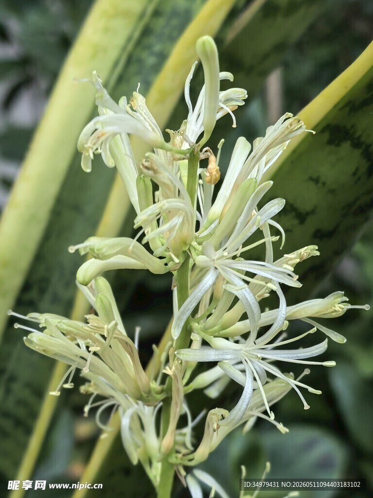 虎尾兰