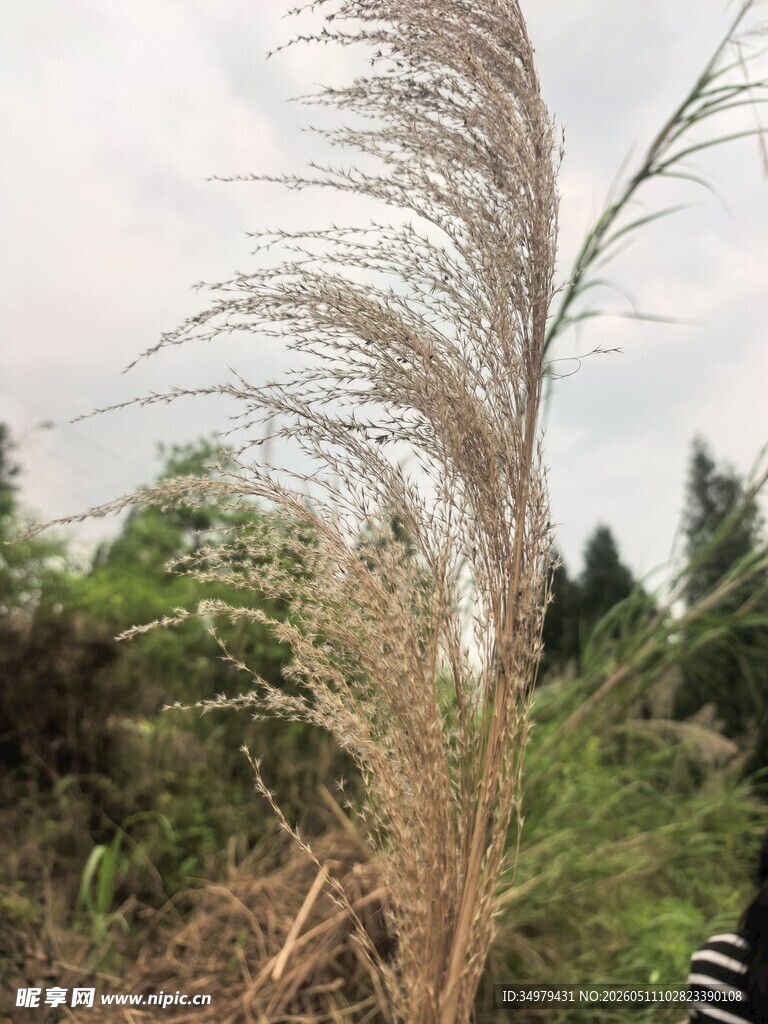 芦苇