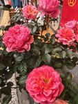月季花
